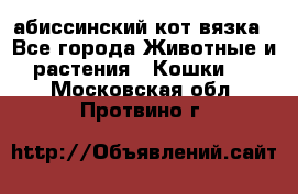 абиссинский кот вязка - Все города Животные и растения » Кошки   . Московская обл.,Протвино г.